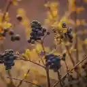 Pantalla con un montón de frutos negros para la extensión Chrome Web Store en OffiDocs Chromium