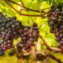 Bunch of delicious purple grapes  screen for extension Chrome web store in OffiDocs Chromium