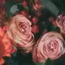 Bunch of fresh roses and gerbera  screen for extension Chrome web store in OffiDocs Chromium