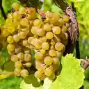 Bunch of golden grapes  screen for extension Chrome web store in OffiDocs Chromium