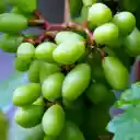 Bunch of grapes growing  screen for extension Chrome web store in OffiDocs Chromium