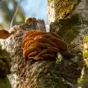 bunch of mushrooms  screen for extension Chrome web store in OffiDocs Chromium