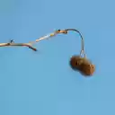 Bunch of two thorns  screen for extension Chrome web store in OffiDocs Chromium