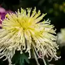 Bunch of yellow flowers  screen for extension Chrome web store in OffiDocs Chromium