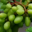 Bunch of Young Green Grapes  screen for extension Chrome web store in OffiDocs Chromium