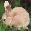 Bunny My News  screen for extension Chrome web store in OffiDocs Chromium