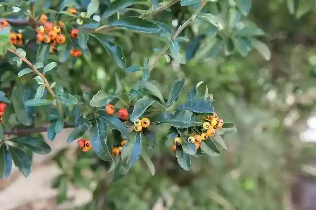 Free download Burning Bush Pyracantha Shrub -  free photo or picture to be edited with GIMP online image editor