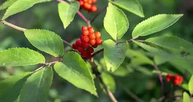 Free download Bush Fruit Plant -  free photo or picture to be edited with GIMP online image editor