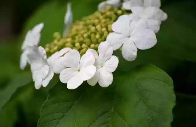 Free download bush plant flower hedge blossoms free picture to be edited with GIMP free online image editor
