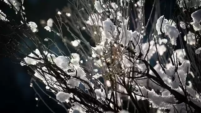 Free download Bush Snow Frost -  free photo or picture to be edited with GIMP online image editor