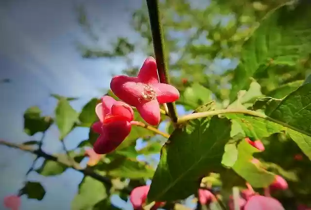 Free download Bush Trzmielina Poisonous -  free photo or picture to be edited with GIMP online image editor