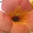 Busy Bee Flower  screen for extension Chrome web store in OffiDocs Chromium