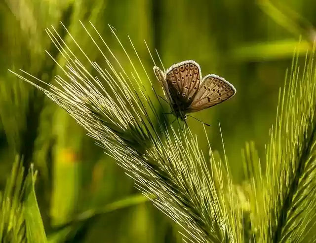 ດາວໂຫລດຮູບ butterfly ທໍາມະຊາດຂອງ buttercup ຟຣີທີ່ຈະແກ້ໄຂດ້ວຍ GIMP ບັນນາທິການຮູບພາບອອນໄລນ໌ຟຣີ