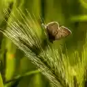 Butterflies and Butterflies  screen for extension Chrome web store in OffiDocs Chromium