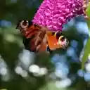 Butterflies and purple flowers  screen for extension Chrome web store in OffiDocs Chromium