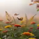 Butterflies flying in the field Wallpaper  screen for extension Chrome web store in OffiDocs Chromium