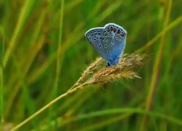 Free download Butterflies Green Nature -  free photo or picture to be edited with GIMP online image editor