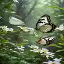 Butterflies in the forest Wallpaper  screen for extension Chrome web store in OffiDocs Chromium