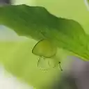 Butterflies under the leaf  screen for extension Chrome web store in OffiDocs Chromium