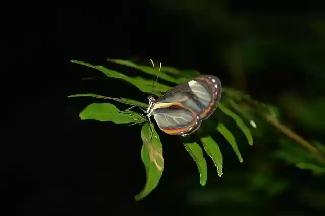 Free download Butterfly Amazon Nature -  free photo or picture to be edited with GIMP online image editor
