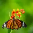 Butterfly and Orange Flowers  screen for extension Chrome web store in OffiDocs Chromium