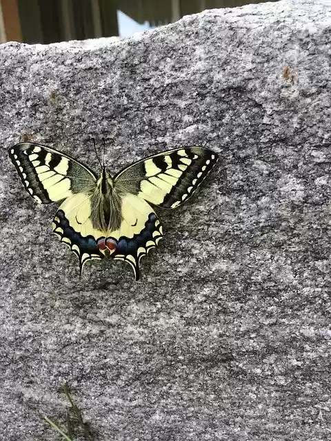 Free download Butterfly Animal Insect -  free photo or picture to be edited with GIMP online image editor