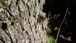 Free download Butterfly Bark Camouflage -  free video to be edited with OpenShot online video editor