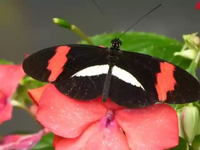 Descarga gratuita Butterfly Black Pink: foto o imagen gratuita para editar con el editor de imágenes en línea GIMP