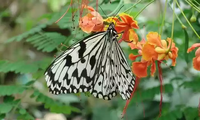 Free download Butterfly Black White -  free photo or picture to be edited with GIMP online image editor