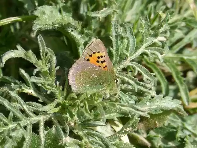 Free download Butterfly Callophrys Rubi Verdeta -  free photo or picture to be edited with GIMP online image editor