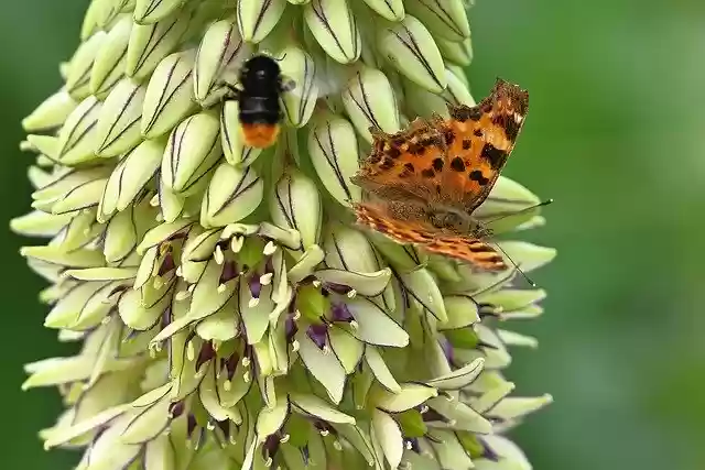 Free download butterfly c butterfly free picture to be edited with GIMP free online image editor