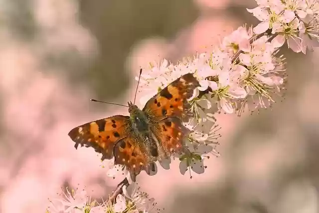 Free download butterfly c butterfly flower free picture to be edited with GIMP free online image editor