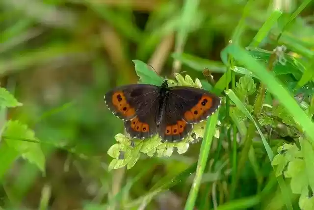 Free download Butterfly Color Insect free photo template to be edited with GIMP online image editor