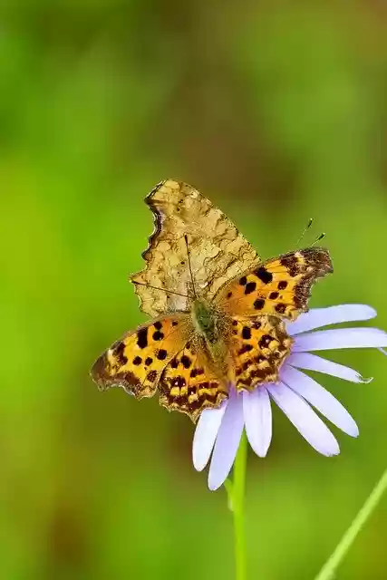 Free download butterfly comma pollination insect free picture to be edited with GIMP free online image editor