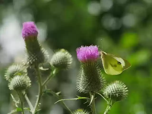 Free download Butterfly Diestel Close Up Flight -  free photo or picture to be edited with GIMP online image editor
