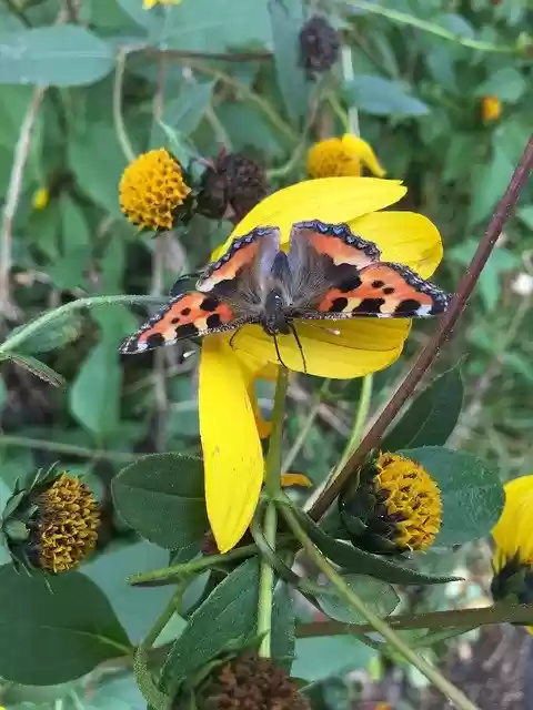 Descarga gratis el video gratuito de Butterfly Flower para editar con el editor de video en línea OpenShot