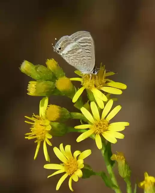 Free download Butterfly Flower Libar -  free photo or picture to be edited with GIMP online image editor