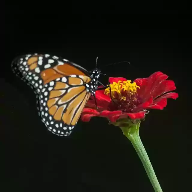 Free download Butterfly Flower Light -  free free photo or picture to be edited with GIMP online image editor