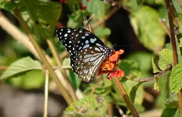 Free download butterfly flower pollinate free picture to be edited with GIMP free online image editor