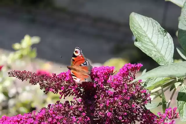 Free download butterfly flower pollination insect free picture to be edited with GIMP free online image editor