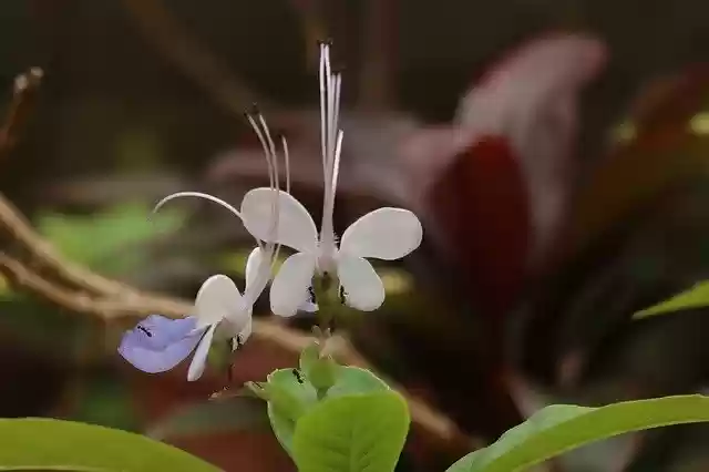 Free download Butterfly-Flowers Ants Blossom -  free free photo or picture to be edited with GIMP online image editor