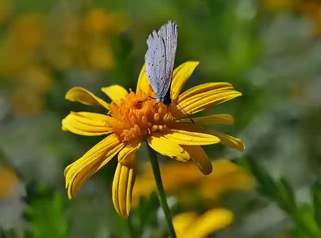 Free download Butterfly Flowers Gardening Flight -  free photo or picture to be edited with GIMP online image editor