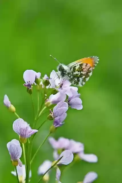 Free download butterfly flower spring pollinate free picture to be edited with GIMP free online image editor