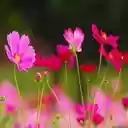 butterfly flower wallpaper  screen for extension Chrome web store in OffiDocs Chromium