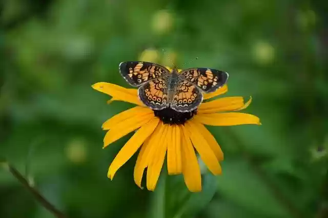 Free download Butterfly Flower Yellow -  free photo or picture to be edited with GIMP online image editor