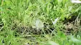 Free download Butterfly Grass Nature -  free photo or picture to be edited with GIMP online image editor