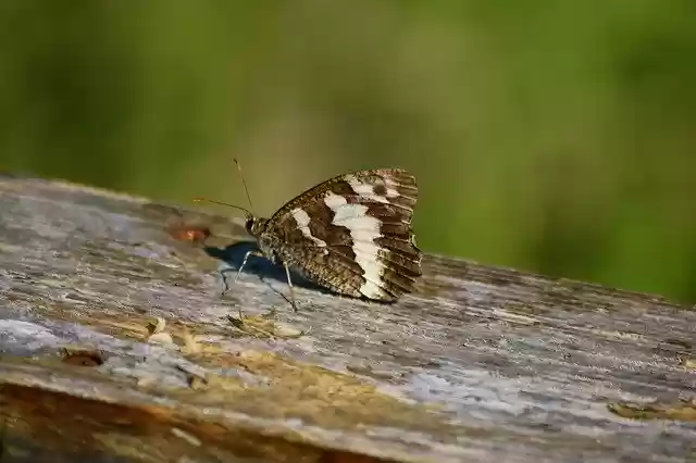 Free download Butterfly Great Branded Grayling -  free photo or picture to be edited with GIMP online image editor