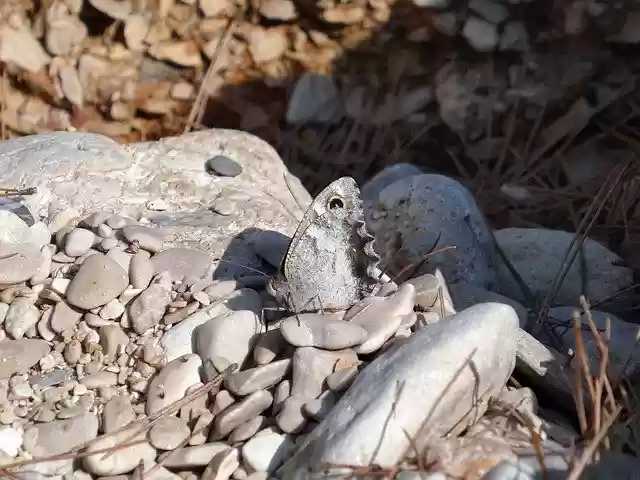 Free download Butterfly Green Insect -  free photo or picture to be edited with GIMP online image editor