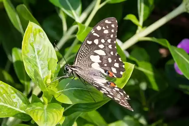 Free download Butterfly Green Leaves -  free photo or picture to be edited with GIMP online image editor