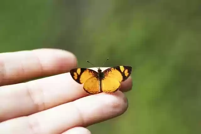 Free download Butterfly Hand Background -  free photo or picture to be edited with GIMP online image editor